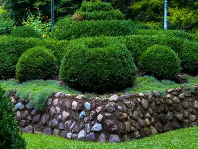 Jardines Vivos Todo el Año: La Magia de los Arbustos Perennes