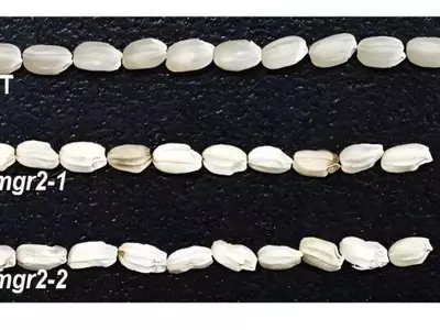 Descubierta la Proteína Clave para el Transporte de Magnesio en el Arroz