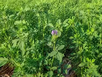 La Alfalfa: Un Estudio Innovador para Mitigar la Toxicosis por Festuca y el Estrés Térmico en el Ganado Bovino
