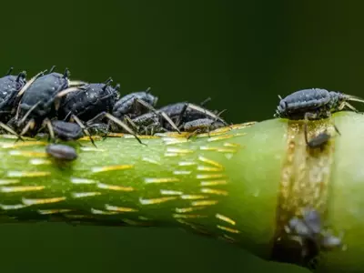 La Sinergia Perfecta: Jabón Potásico y Aceite de Neem contra Plagas del Jardín