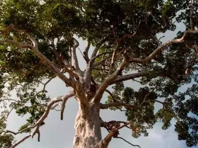 Secretos de Supervivencia: Cómo los Árboles Gigantes Vencen la Gravedad y la Sequía