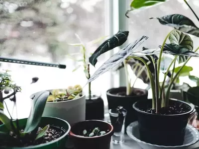 Cómo salvaguardar tus plantas del frío invernal: una guía esencial
