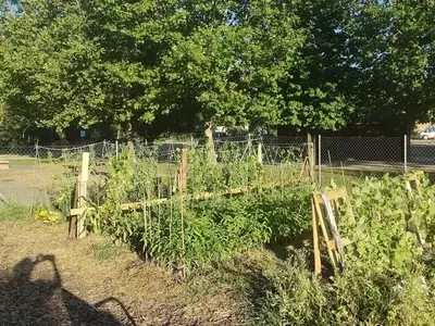Huertos Escolares de Zamora: Fomentando la Agroecología Urbana y la Conservación de Semillas Autóctonas