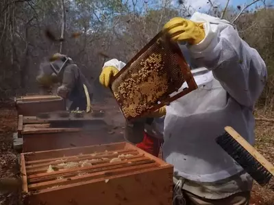 Crisis Apícola en México: El Peligro de la Disminución de Abejas y su Impacto en la Agricultura