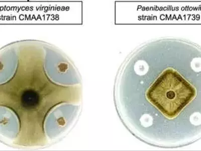 Bacterias beneficiosas combaten la enfermedad radicular del trigo