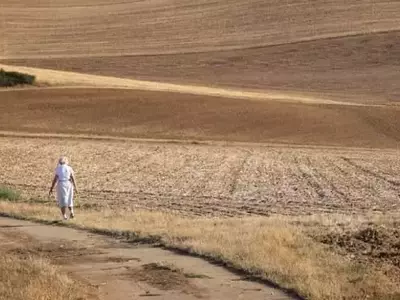 Alemania Adapta su Agricultura a la Sequía: Mijo y Maní como Soluciones del Futuro
