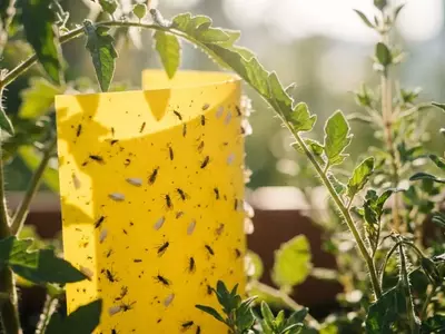 Control de Plagas en el Hogar y Jardín: Soluciones Ecológicas y Económicas