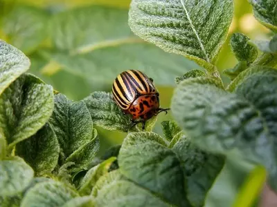 Uso Responsable de Fitosanitarios: Protegiendo Jardines y Cosechas con Conciencia Ambiental