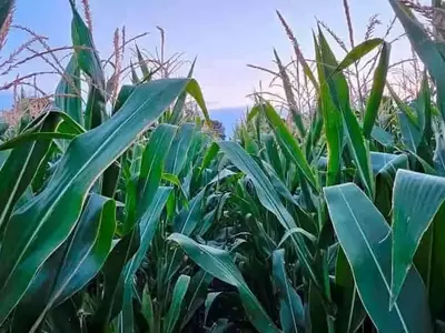 Adelanto de Cosecha de Maíz en Galicia por Sequía y Plagas con Pérdidas del 30%