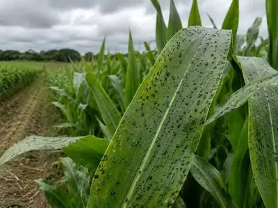 Alerta en la Agricultura Estadounidense: Confirmación de Mancha de Alquitrán en Maíz de Georgia