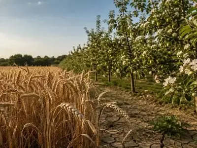 El Impacto Climático Desigual en los Cultivos Alemanes: Trigo vs. Frutales