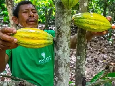 Ecuador, un Gigante del Cacao, Enfrenta una Cruel Paradoja Económica