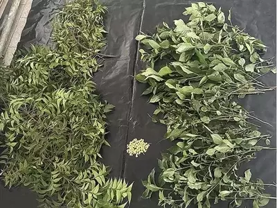 Innovadora Fórmula Vegetal Detiene Hongos Fusarium en Maíz Almacenado