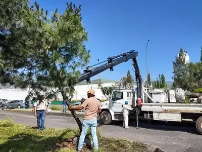 Morelia: Impulso Verde con Morebús y Rescate Arbóreo