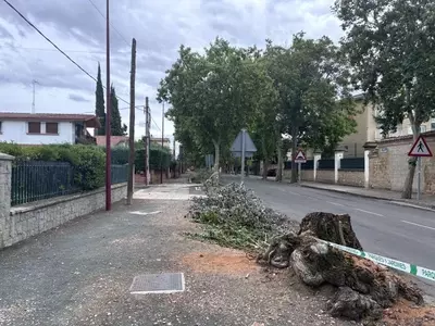 Mantenimiento Urbano: La Vital Importancia de la Poda de Árboles en Ciudades Españolas