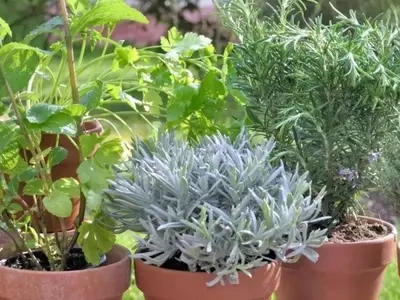 Embellece tu Jardín: Aromáticas Ideales para Sembrar en Septiembre