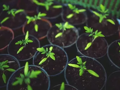 Guía Completa para el Cultivo de Plantas Jóvenes Robustas y Productivas