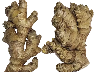 Guía Completa para el Cultivo Doméstico de Jengibre y una Cosecha Exitosa