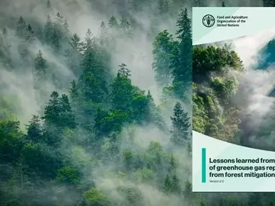 Evaluación de Informes de Gases de Efecto Invernadero en el Sector Forestal: Un Análisis Comparativo