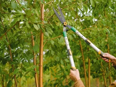 Poda de Formación vs. Poda de Mantenimiento: Guía Esencial para Jardineros
