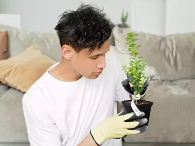 Descifrando el Lenguaje Silencioso de tus Plantas: Una Guía Integral para su Bienestar