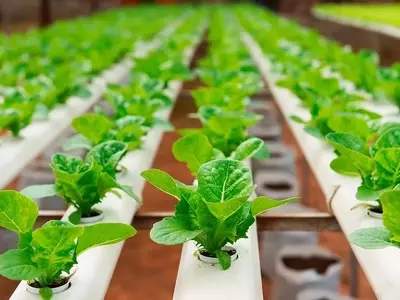 Hidroponía: Una Revolución Sostenible para el Futuro de la Agricultura