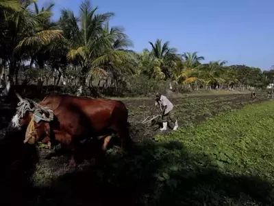 La agricultura cubana se enfrenta a un declive impulsado por la crisis energética y la escasez de recursos
