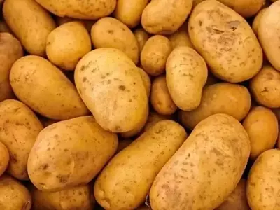 La sequía merma la cosecha de patatas en Bélgica y genera inquietud en la industria