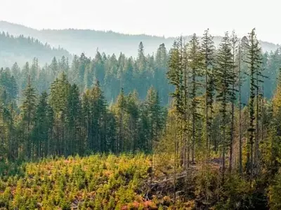 Manejo Forestal Sostenible y Producción de Papel