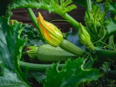 Guía Definitiva para una Cosecha Prolongada de Calabacines