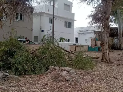 Málaga intensifica la vigilancia del arbolado urbano tras incidentes de caída de ramas