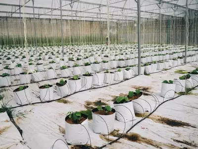 Revolución Verde: Jardinería Sin Suelo y la Innovación de las Bolsas de Cultivo
