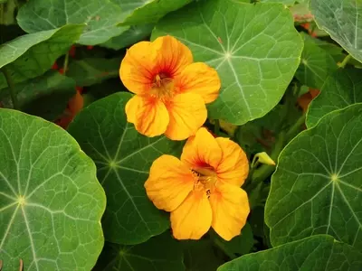 Cultivo Doméstico de Flores Comestibles: Un Toque Gourmet y Saludable para tu Cocina