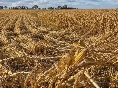 Estrategias para Minimizar el Volcado de Maíz por Viento: Lecciones de Córdoba