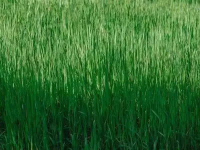 Innovación en la Cosecha de Festuca: Mayor Altura para Reducir Malezas