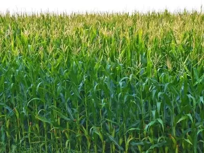 Cultivos de Cobertura: Estrategia Innovadora para la Renovación de Tierras Forrajeras