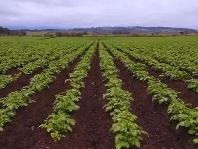 Optimización del Cultivo: Fertilización Foliar en Papa y Cacahuete
