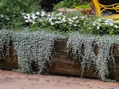 Creando un Edén Nocturno: El Diseño de un Jardín Lunar con Flora Plateada y Pétalos Blancos