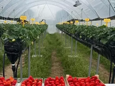 Radiación Ultravioleta: Un Impulso Sostenible para la Agricultura Moderna