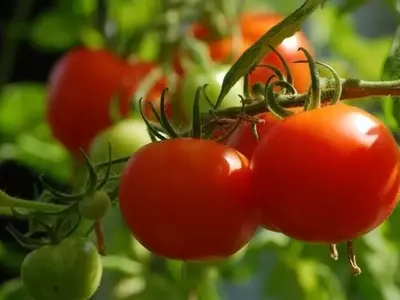 Científicos de Quebec Descubren Bacterias Beneficiosas que Combaten Enfermedades y Estimulan el Crecimiento del Tomate