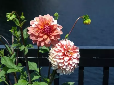 Dalias: La Exuberancia Floral que Transforma tu Jardín Otoñal