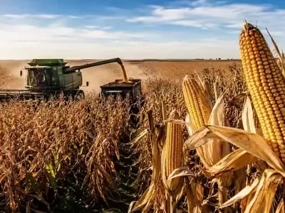 Cosecha Histórica de Maíz en Argentina: Un Fenómeno que Sorprende al Mundo Agrícola