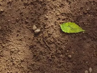 Microorganismos del Suelo: Pioneros en la Detección de Cambios en el Carbono Agrícola