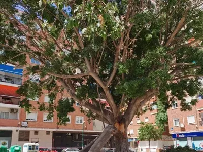 La controvertida eliminación del ficus en el barrio malagueño de La Paz