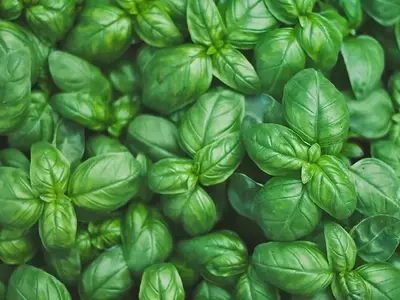 Guía de Siembra de Aromáticas y Hortalizas en Septiembre: Prepara tu Huerto para el Otoño