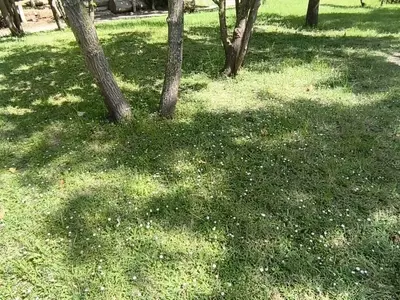 Plantas Tapizantes: La Revolución Ecológica para Jardines Sostenibles