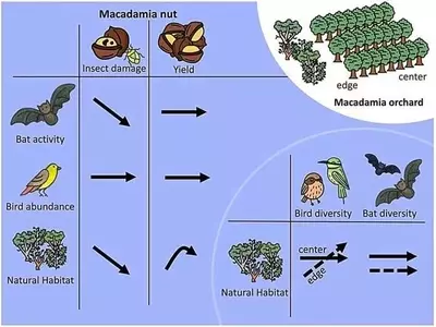 Los murciélagos: Aliados naturales en la protección de la macadamia sudafricana