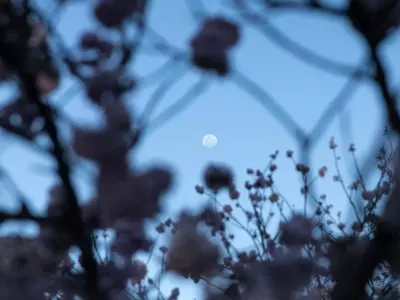 La Influencia Lunar en la Jardinería: Entre la Tradición y la Evidencia Científica