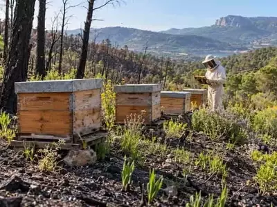 España: Colmenas de Abejas como Catalizador para la Recuperación de Bosques Afectados por Incendios