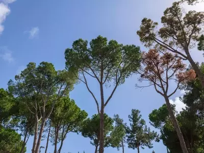 Mejora Genética Forestal y Huertos Semilleros de Pino Radiata